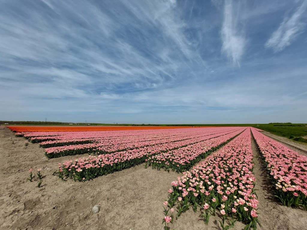 Hoeve Karree